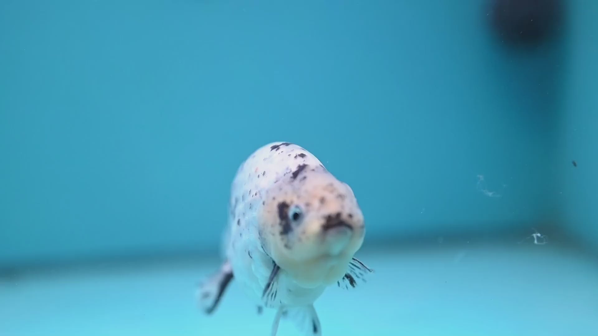 White Tiger Ranchu 4 inch Body (251114_RC06)