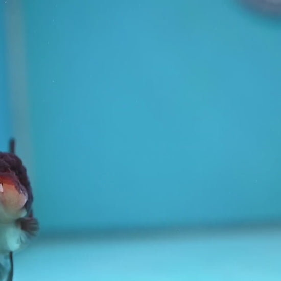 Panda Oranda 3 inch Body (260130_OR13)