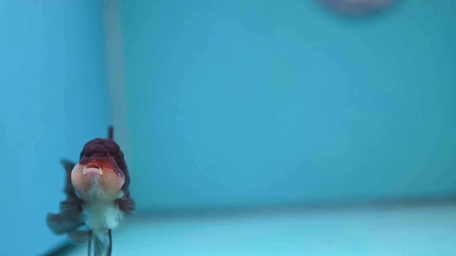 Panda Oranda 3 inch Body (260130_OR13)