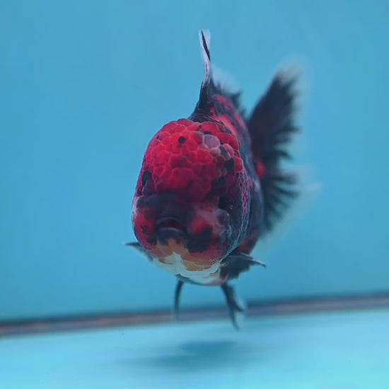 Tiger Oranda 4 inch Body (251017_OR01)