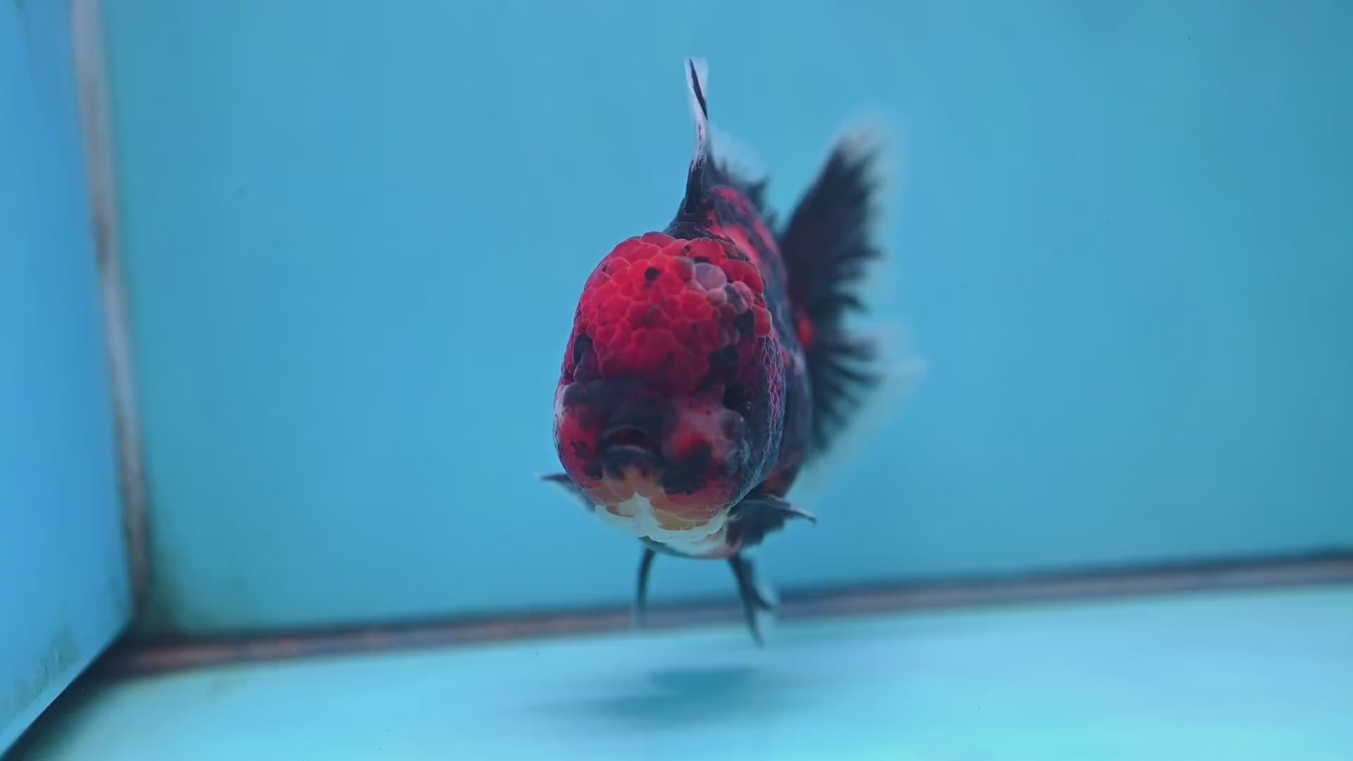 Tiger Oranda 4 inch Body (251017_OR01)