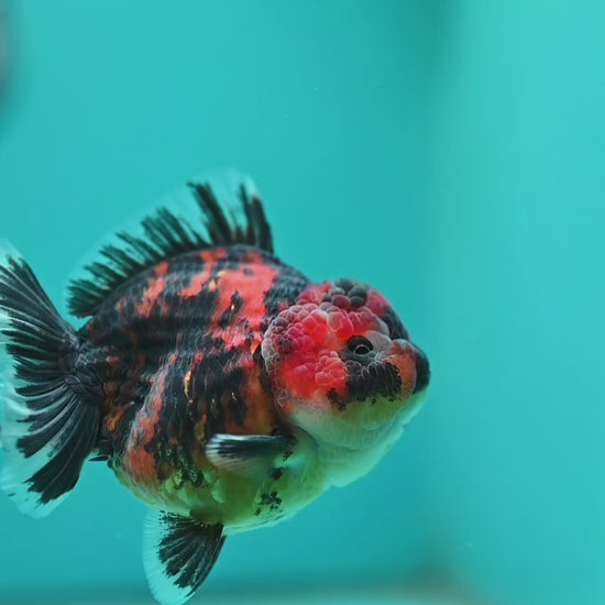 Tiger Oranda 3.5 inch Body (260731_OR09)