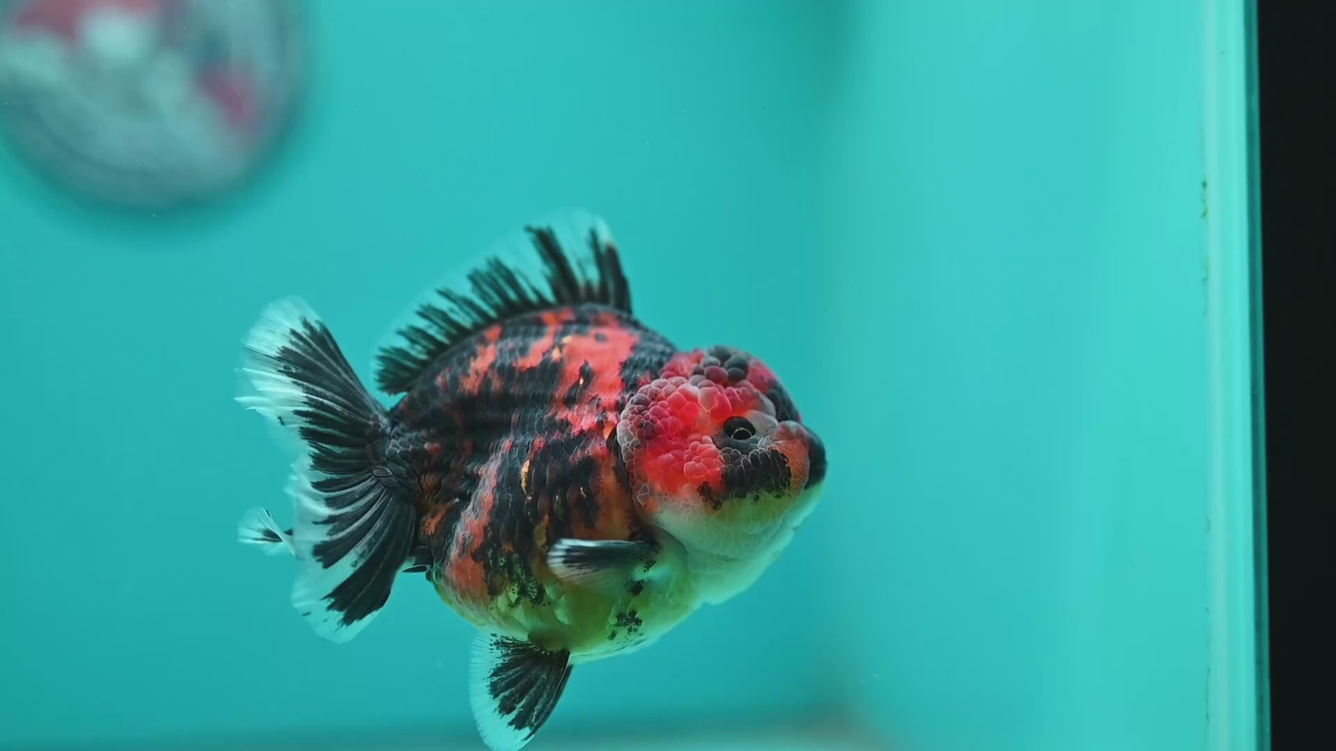 Tiger Oranda 3.5 inch Body (260731_OR09)