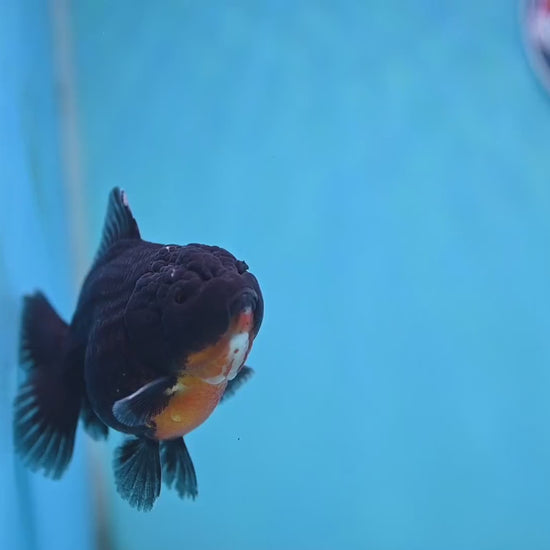 Juvenile Shogun Kirin Oranda 3.5 inch Body (251017_OR12)