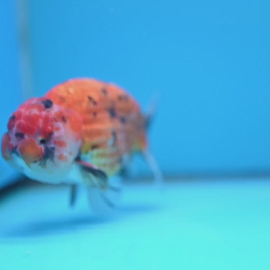 Gold Tiger Ranchu 4 inch Body (251017_RC03)