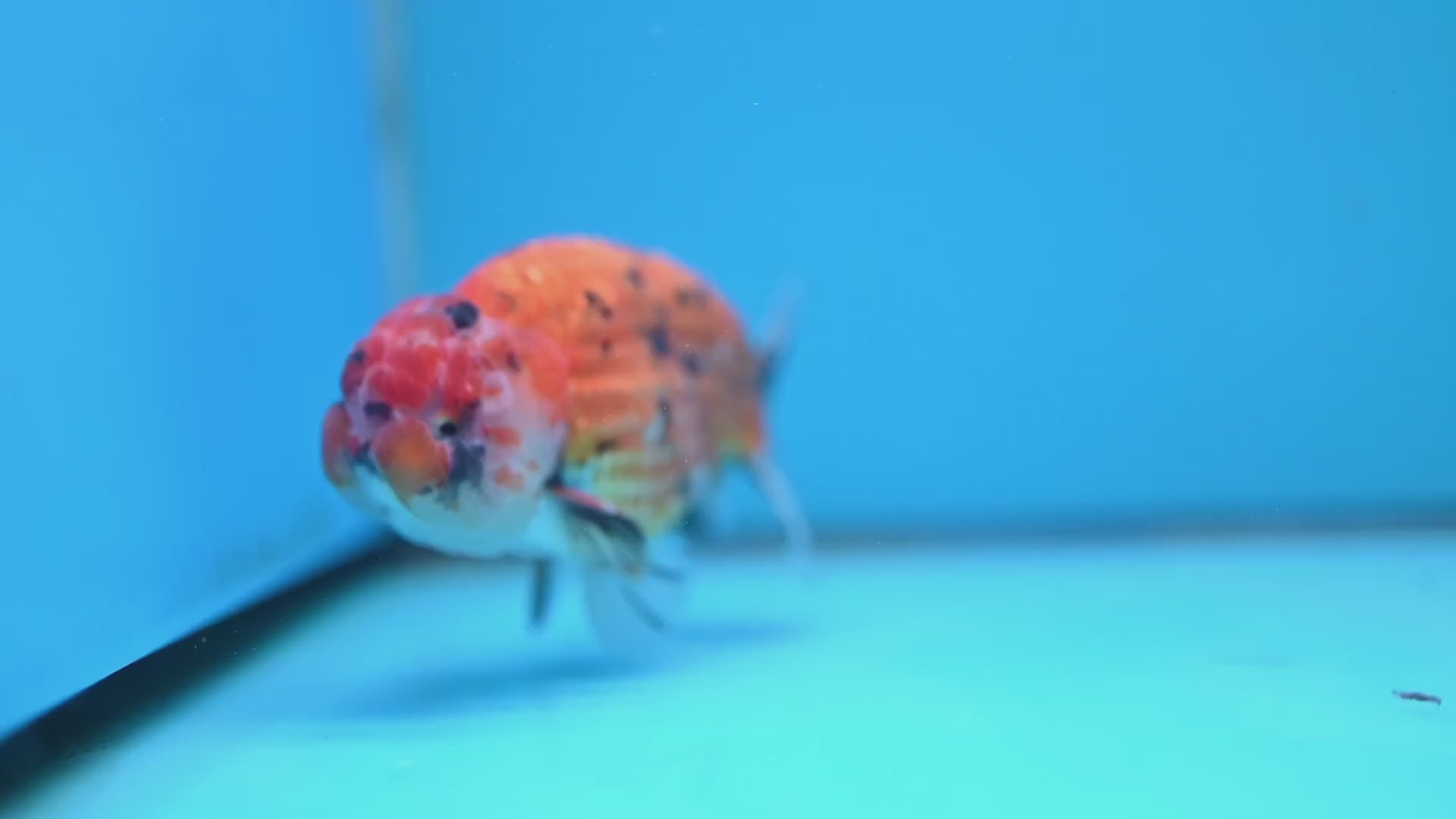 Gold Tiger Ranchu 4 inch Body (251017_RC03)