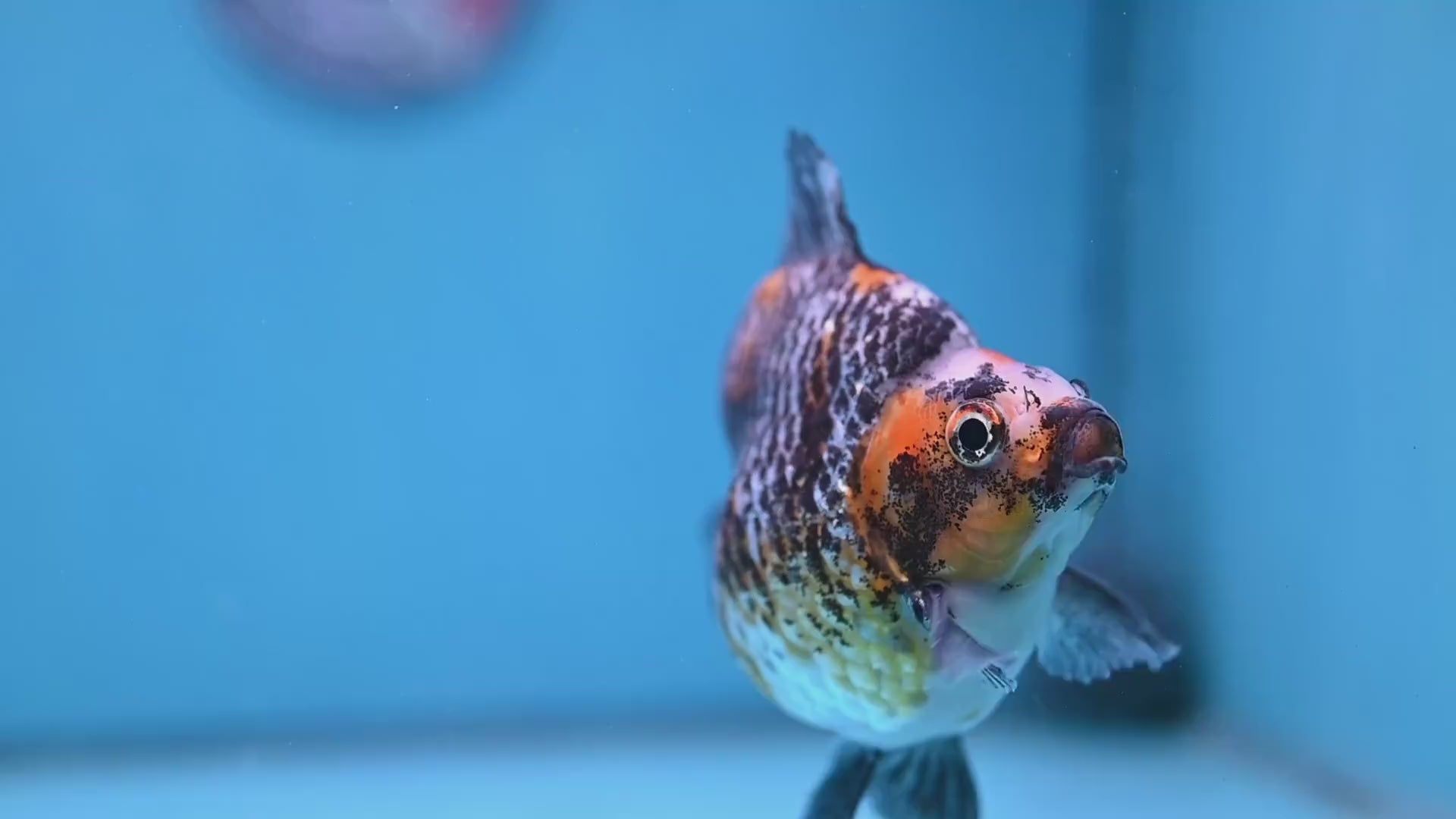 Kirin Ryukin 4 inch Body (260213_RY02)