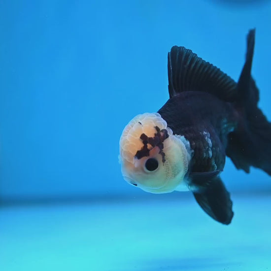 Panda Oranda 3.5 inch Body (260130_OR01)