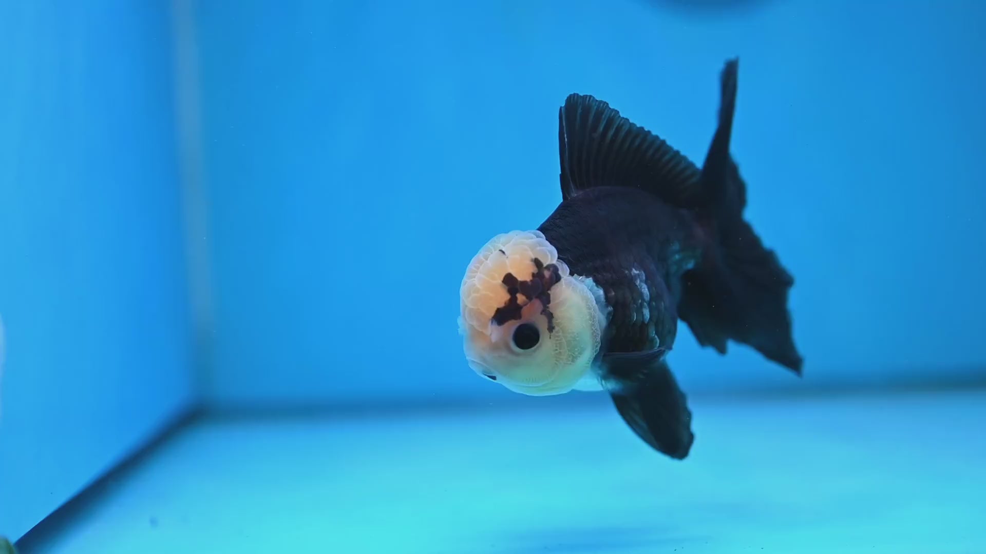 Panda Oranda 3.5 inch Body (260130_OR01)