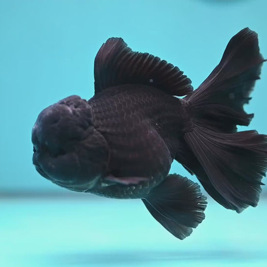 Black Orchid Tail Oranda 4 inch Body (260220_OR03)