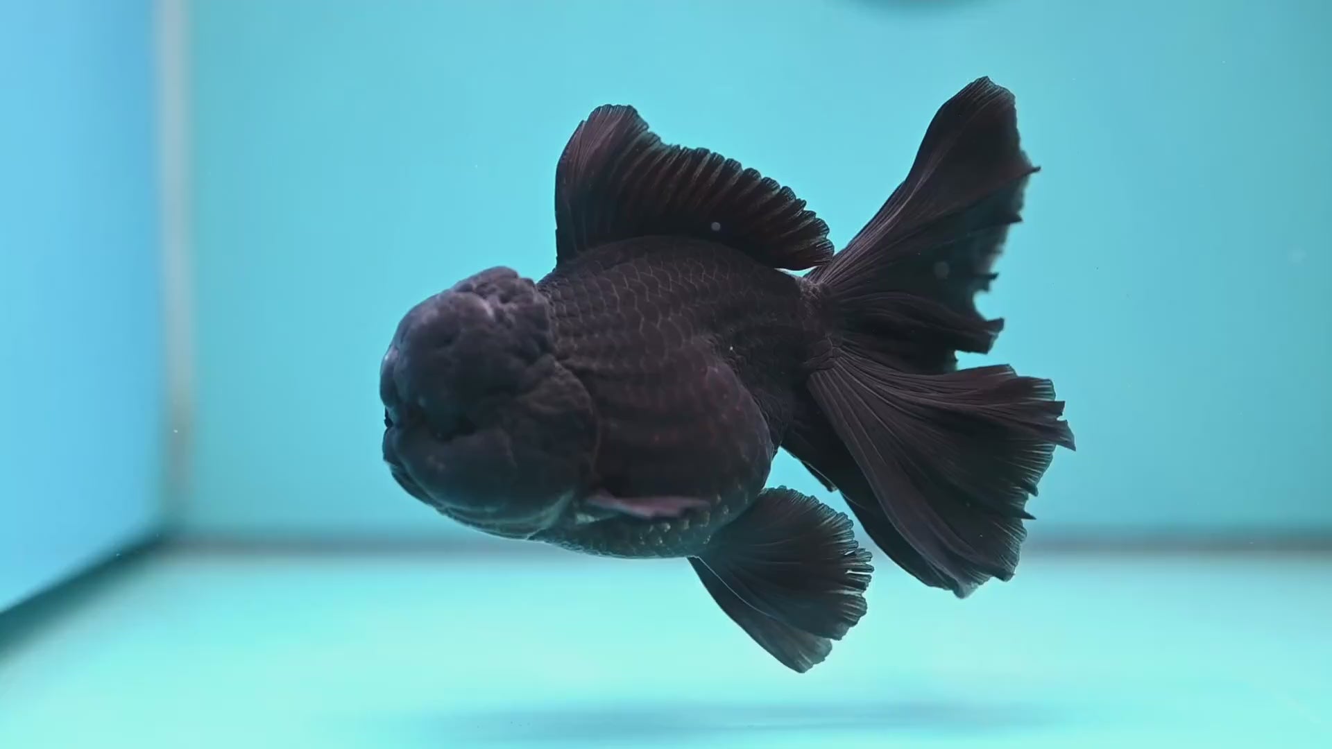 Black Orchid Tail Oranda 4 inch Body (260220_OR03)