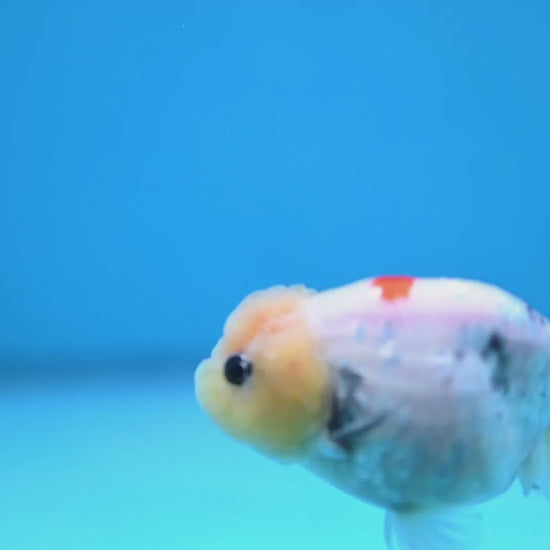 Ink Wash Lemonhead Ranchu 3 inch Body (260220_RC14)