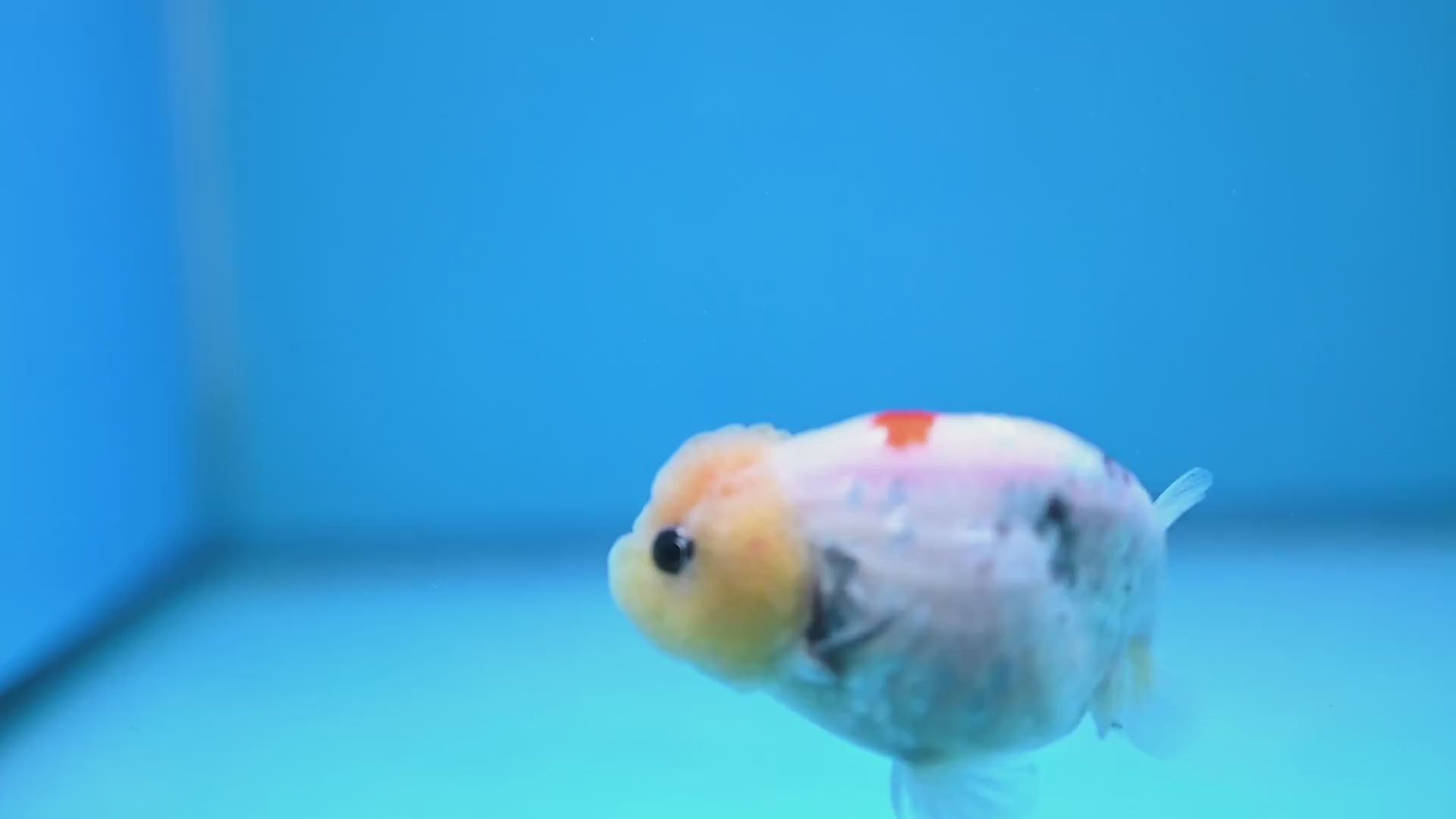 Ink Wash Lemonhead Ranchu 3 inch Body (260220_RC14)