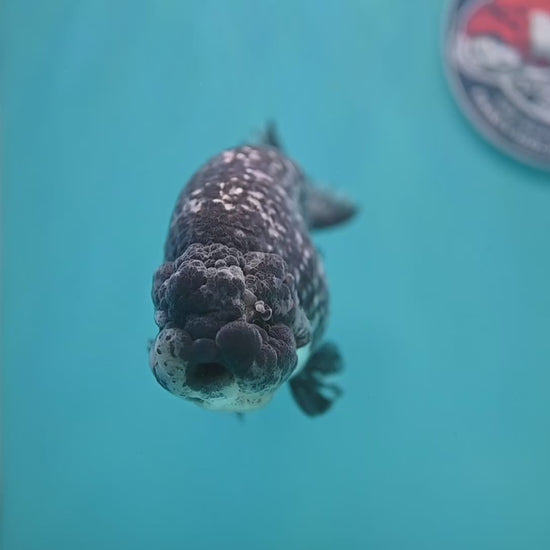 Jumbo Heavy Ink White Tiger Ranchu 5 inch Body (260306_RC01)