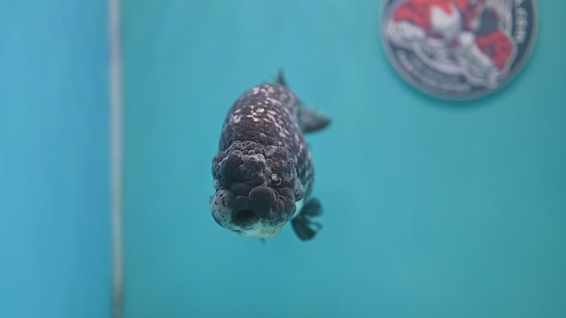 Jumbo Heavy Ink White Tiger Ranchu 5 inch Body (260306_RC01)