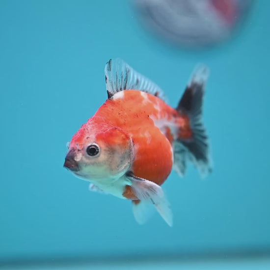 Juvenile Shogun Calico Oranda 3 inch Body (251121_OR21)