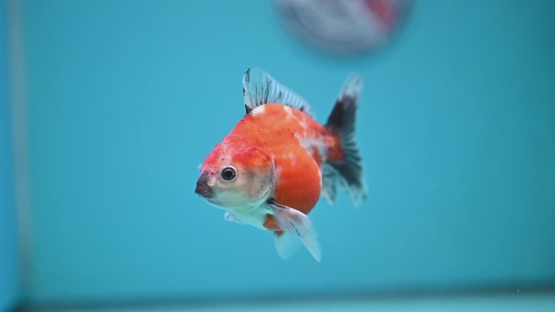 Juvenile Shogun Calico Oranda 3 inch Body (251121_OR21)