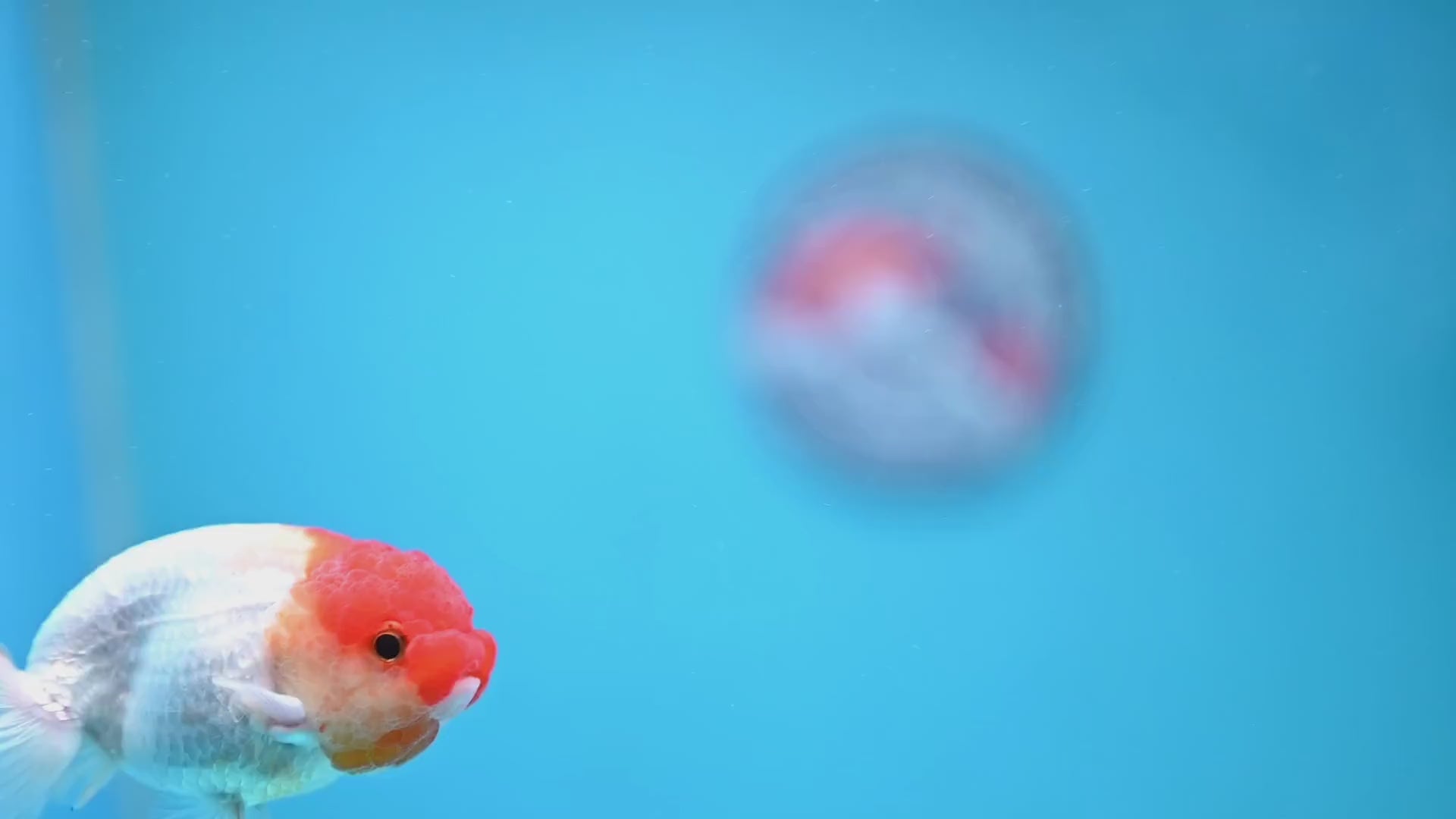 Juvenile Red White Ranchu 3 inch Body (260109_RC09)