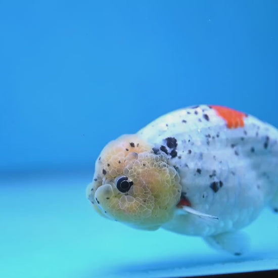 Calico Ranchu 4 inch Body (260213_RC02)