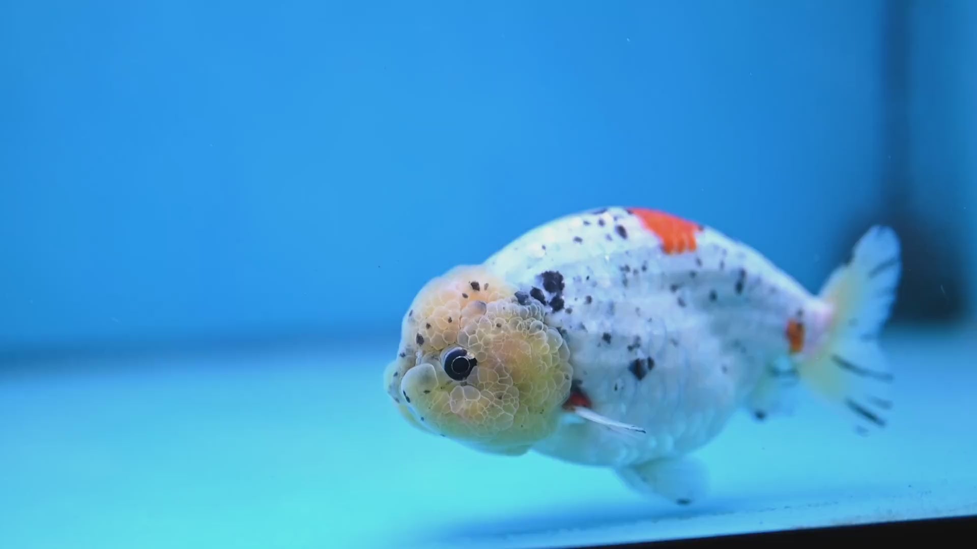 Calico Ranchu 4 inch Body (260213_RC02)