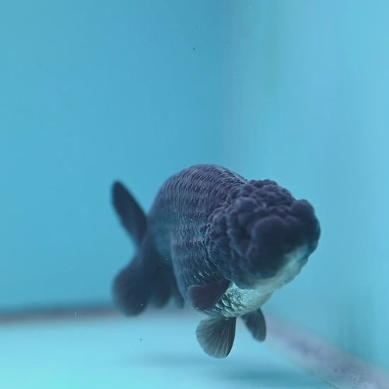 Black Ranchu 4.5 inch Body (251024_RC02)