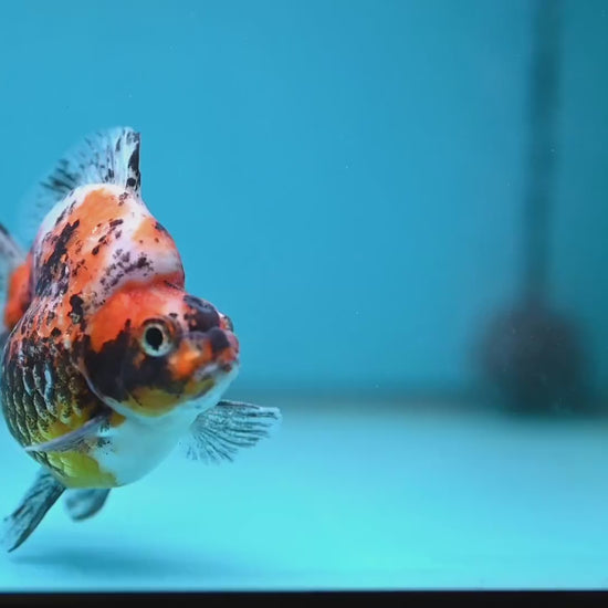 Kirin Ryukin 3.5 inch Body (260123_RY04)