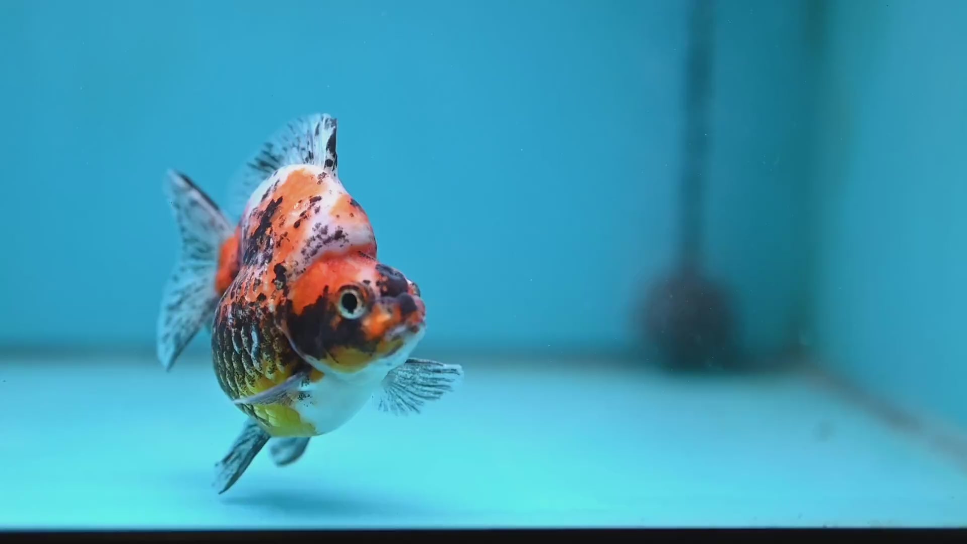 Kirin Ryukin 3.5 inch Body (260123_RY04)