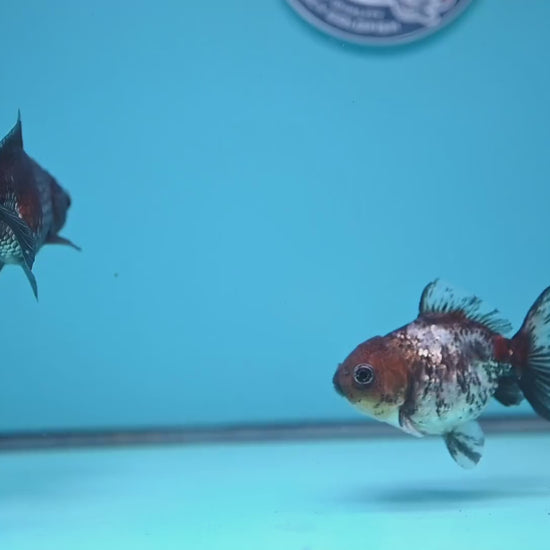 2-Pack Juvenile Shogun Oranda 2.5-3.5 inch Body (251031_OR11)