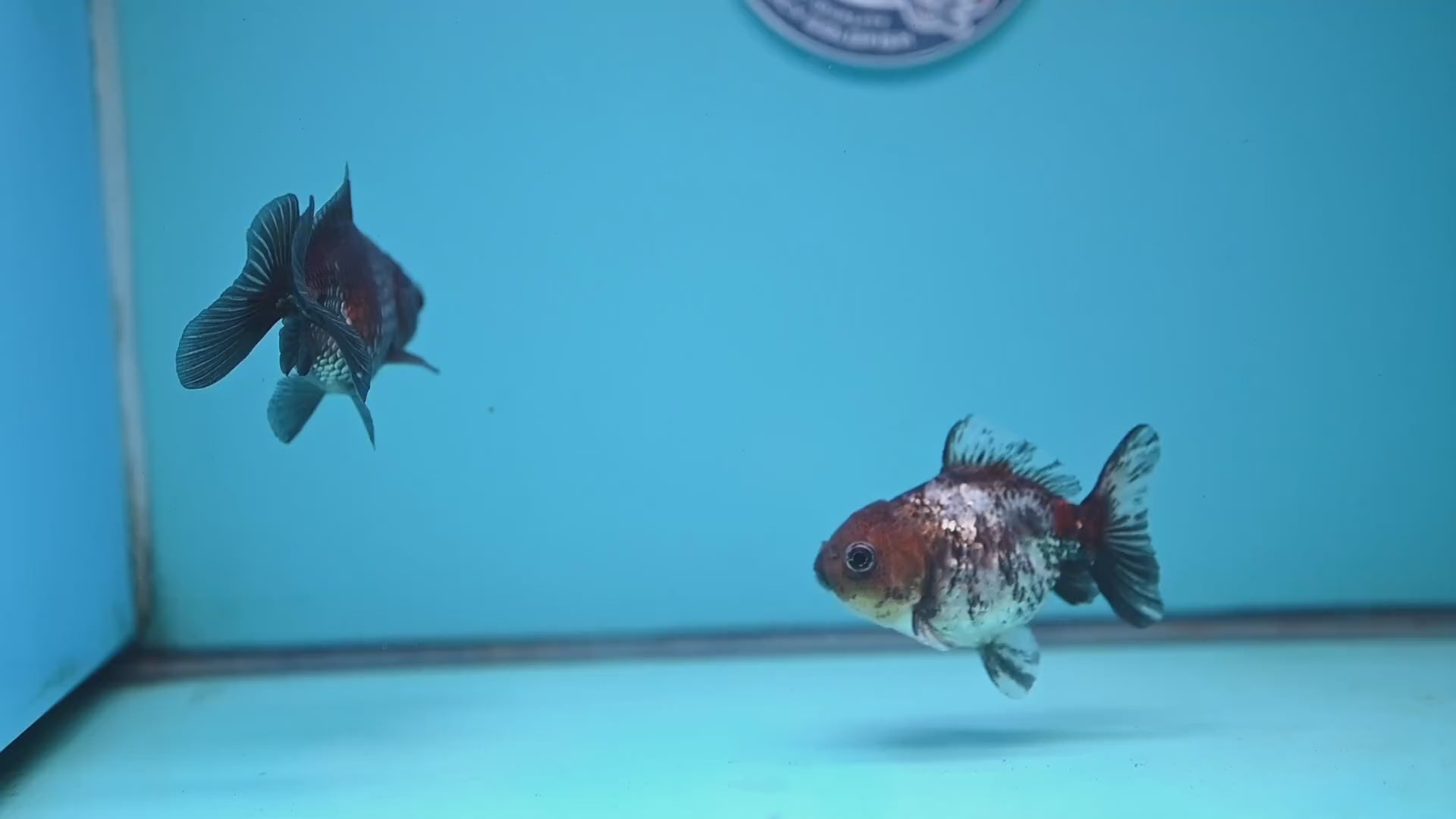 2-Pack Juvenile Shogun Oranda 2.5-3.5 inch Body (251031_OR11)