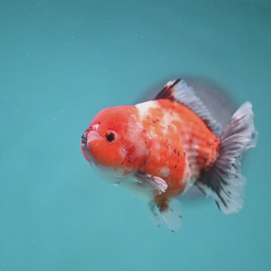 Shogun Tricolor Sakura Oranda 3 inch Body (260123_OR07)