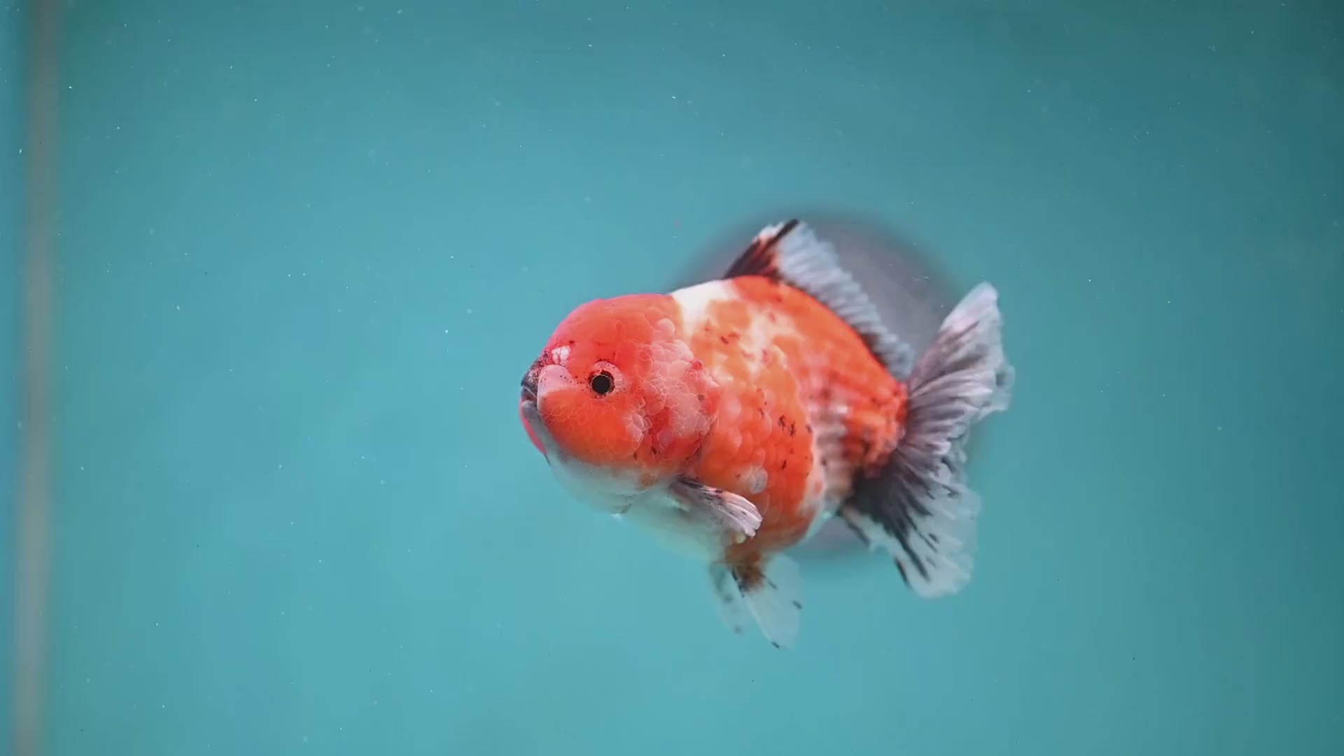 Shogun Tricolor Sakura Oranda 3 inch Body (260123_OR07)