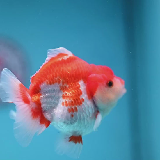 Red White Oranda 3 inch Body (251114_OR12)