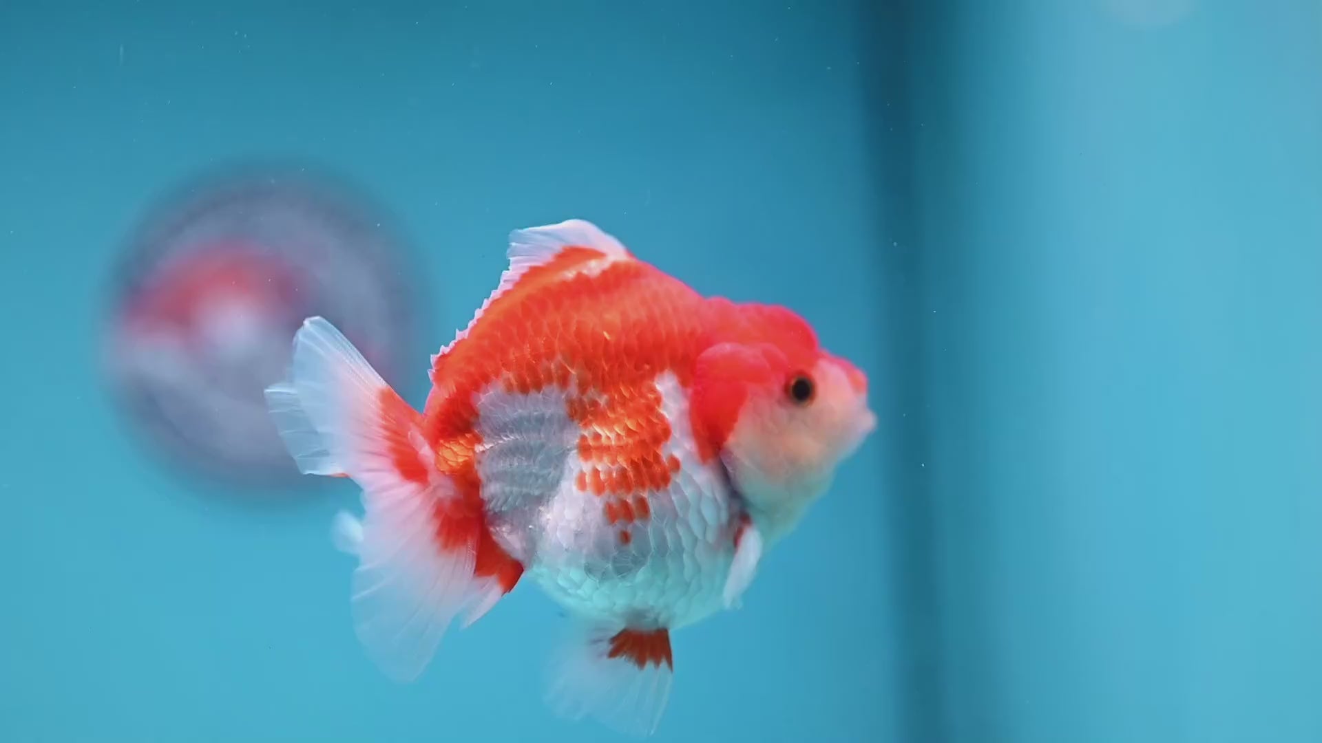 Red White Oranda 3 inch Body (251114_OR12)