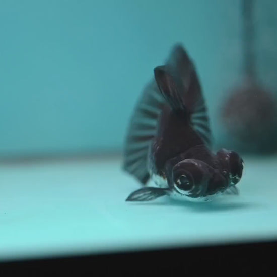 Kirin Butterfly Telescope 3 inch Body (260123_TL04)