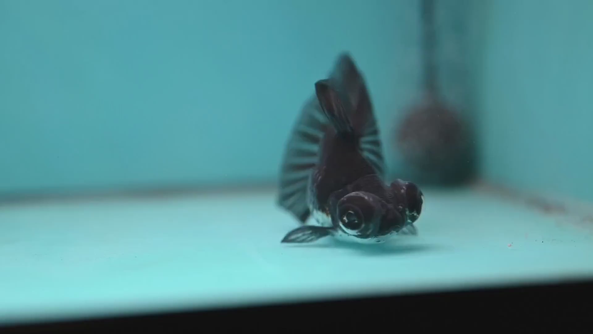 Kirin Butterfly Telescope 3 inch Body (260123_TL04)