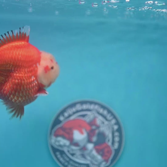 Red White Oranda 4 inch Body (260306_OR12)