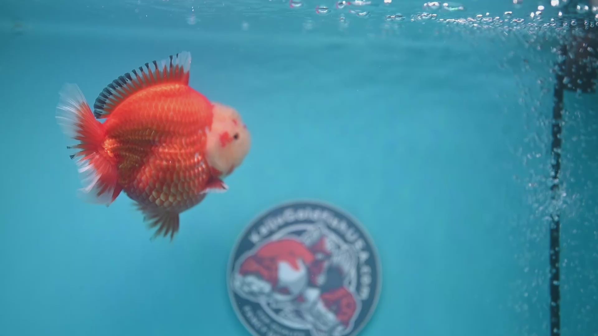 Red White Oranda 4 inch Body (260306_OR12)