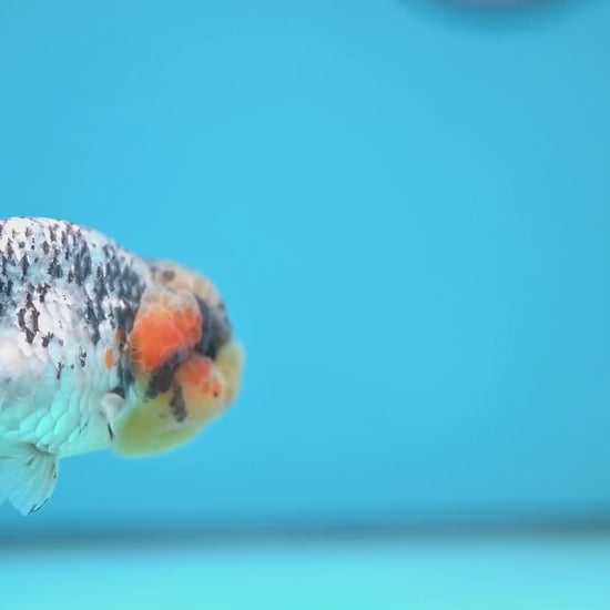 A Grade White Tiger Ranchu 3 inch Body (251219_RC07)