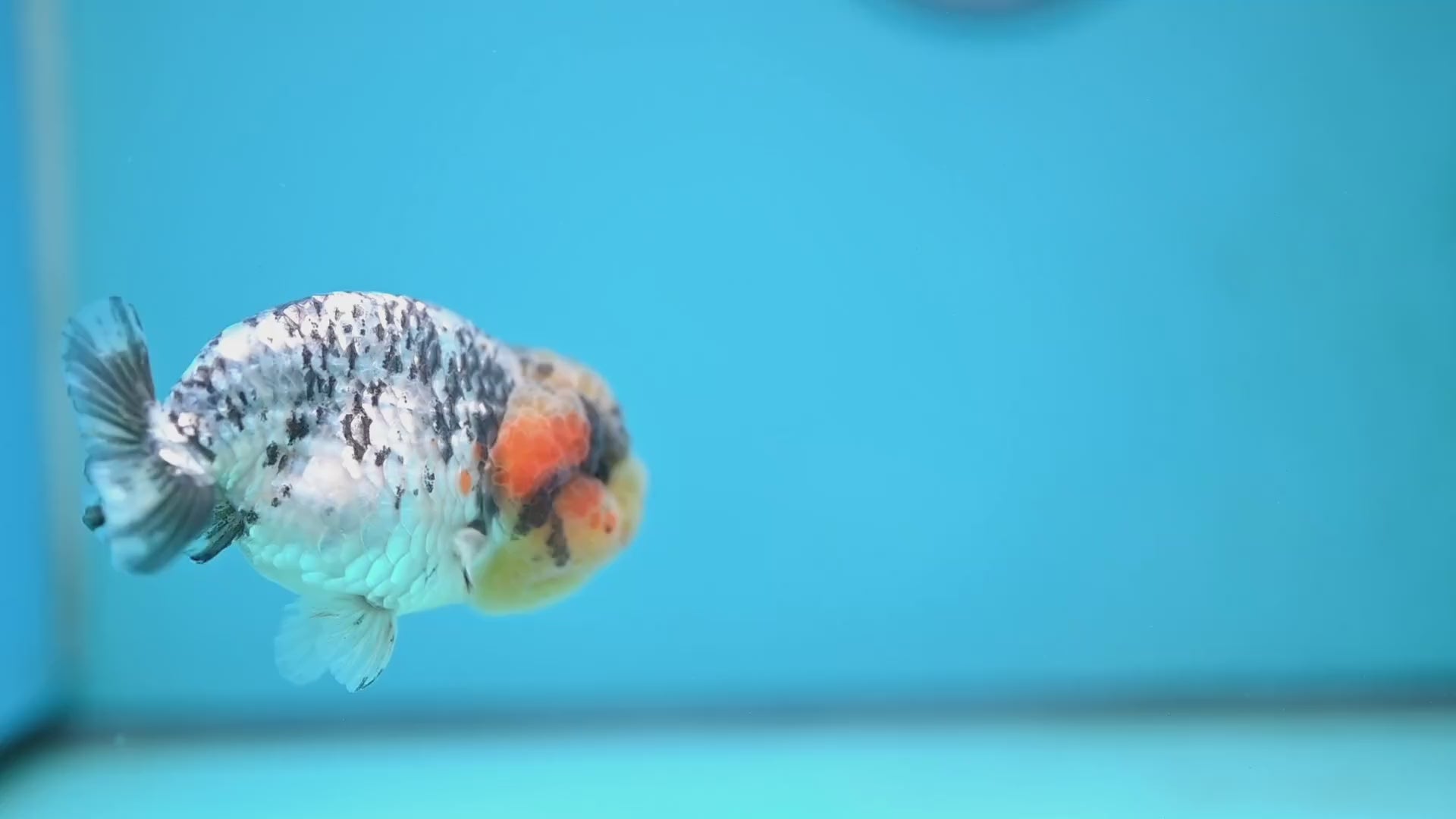 A Grade White Tiger Ranchu 3 inch Body (251219_RC07)