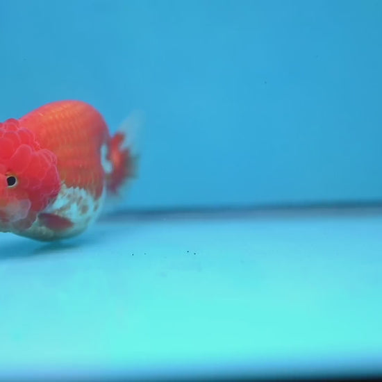 Red White Lionchu/Ranchu 4 inch Body (260220_RC08)