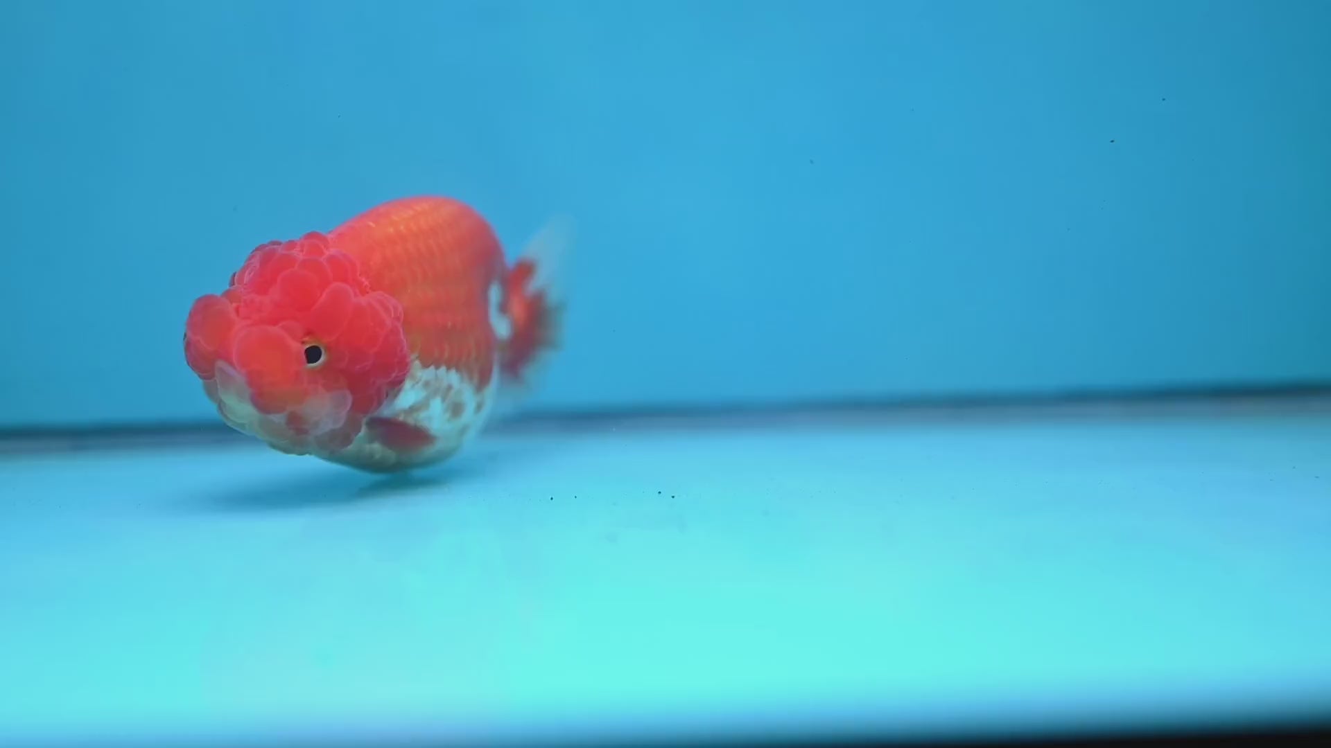 Red White Lionchu/Ranchu 4 inch Body (260220_RC08)