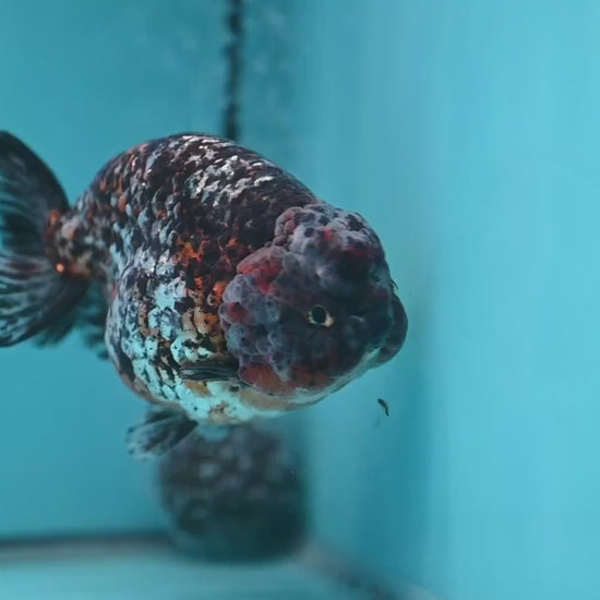 Jumbo Kirin Ranchu 5 inch Body (260220_RC09)