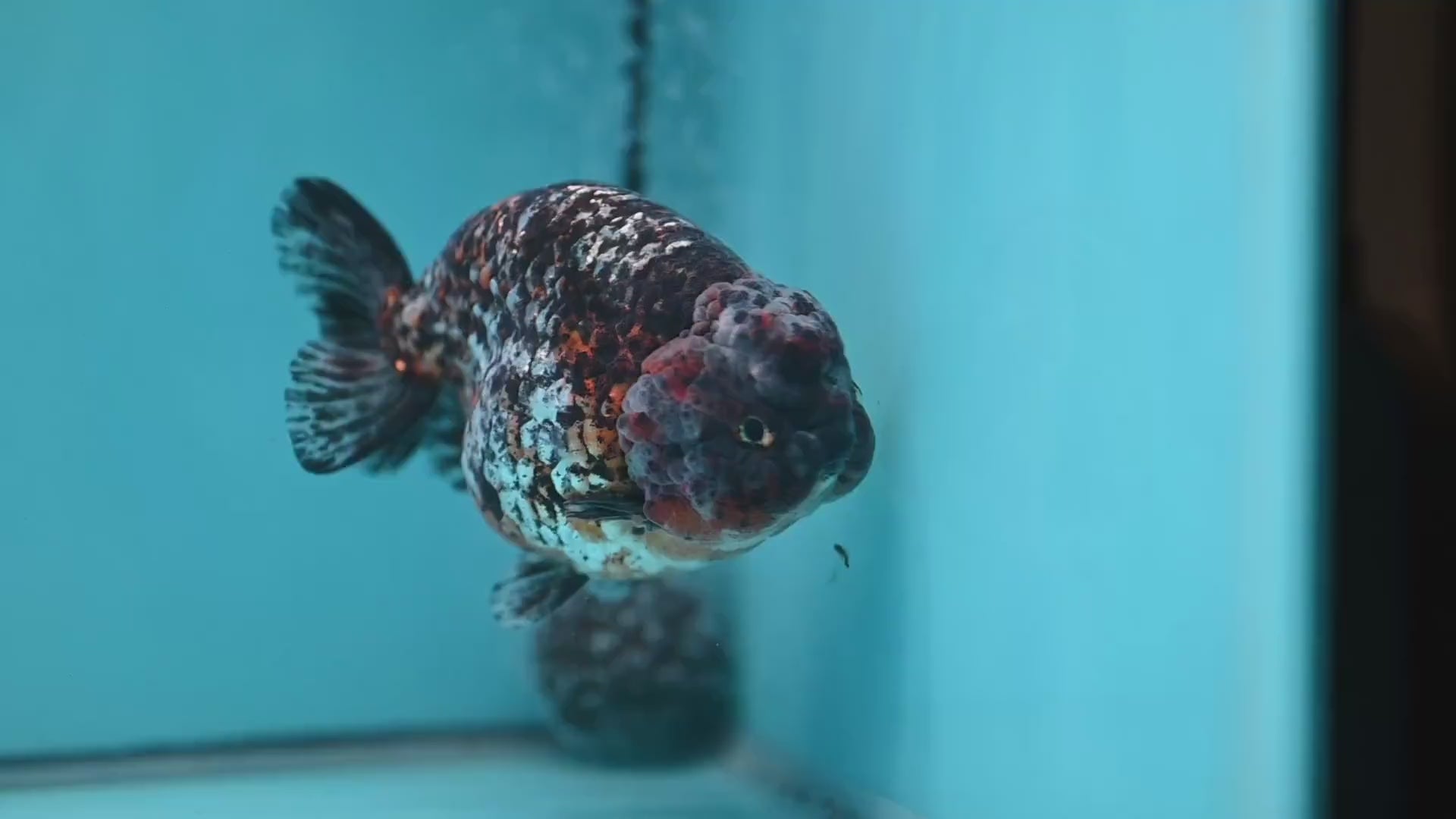 Jumbo Kirin Ranchu 5 inch Body (260220_RC09)