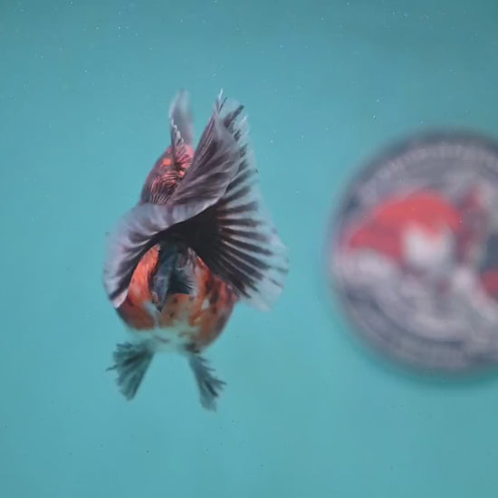 Shogun Red Kirin Oranda 3.5 inch Body (260123_OR04)