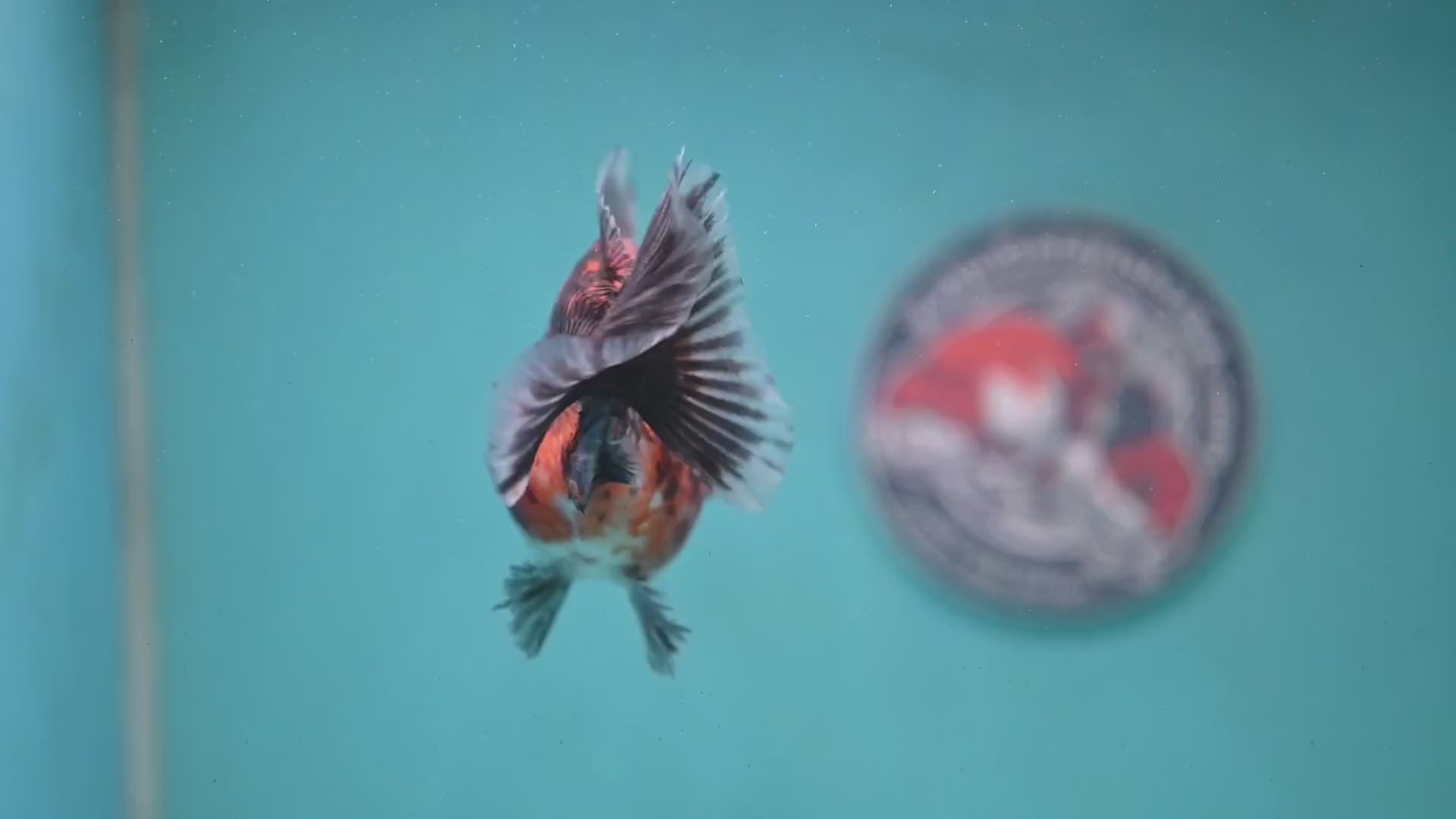 Shogun Red Kirin Oranda 3.5 inch Body (260123_OR04)