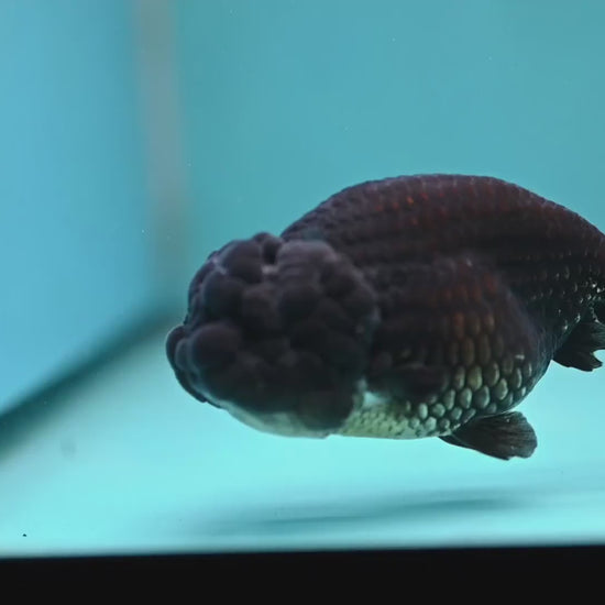 Black Ranchu 3.5 inch Body (260130_RC09)