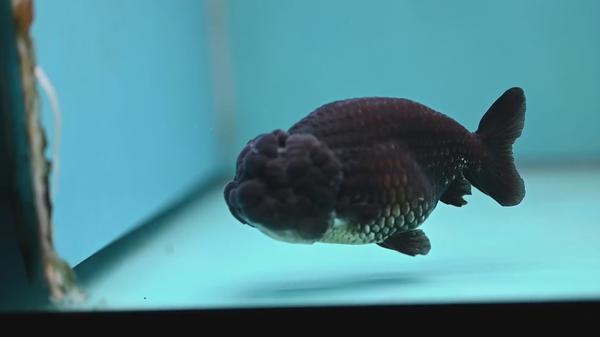 Black Ranchu 3.5 inch Body (260130_RC09)