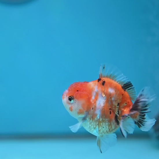 Juvenile Oranda 2.5 inch Body (260116_OR16)