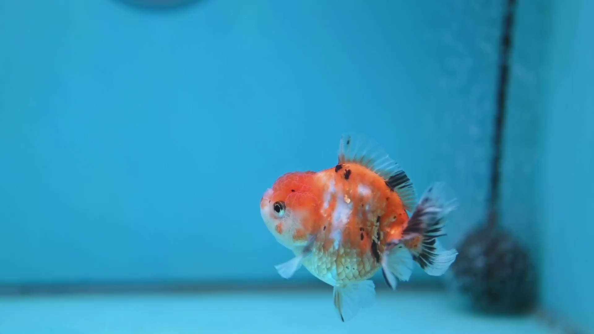 Juvenile Oranda 2.5 inch Body (260116_OR16)