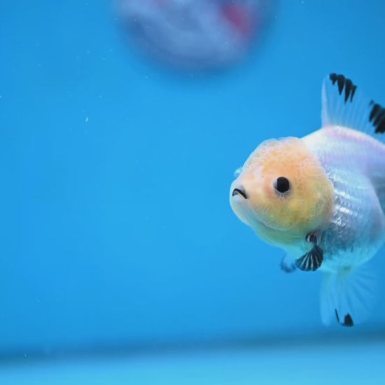 Panda Oranda 3 inch Body (260130_OR09)